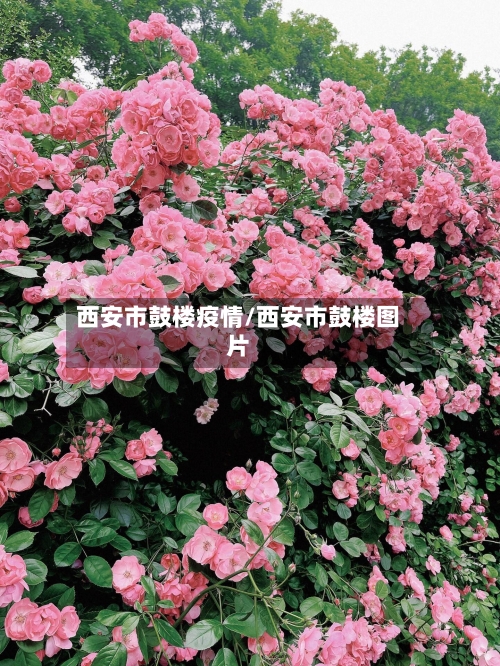 西安市鼓楼疫情/西安市鼓楼图片-第3张图片