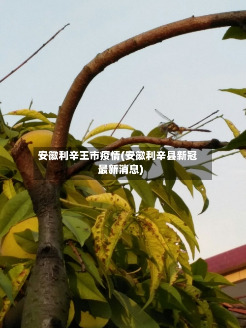 安徽利辛王市疫情(安徽利辛县新冠最新消息)-第1张图片
